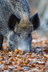 Male boar in an autumn forest looks for acorns in a fallen leaf