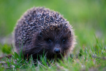 Hedgehog in green grass. Wildlife scene from nature