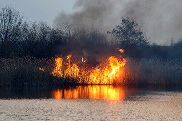 Wind blowing on a flaming grass during a wild fire