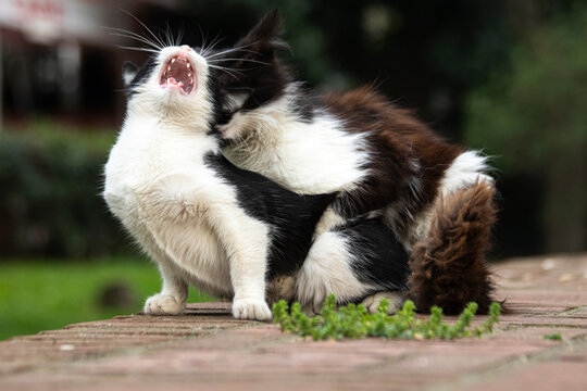 cats mating; Portrait of cute cat
