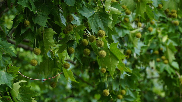 Leaves and fruits of Platanus occidentalis, also known as American sycamore. Leaves and fruits of Platanus occidentalis, also known as American sycamore.