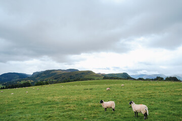 Fototapeta premium Mountains and sheep farm field view in Cumbria, England, United Kingdom