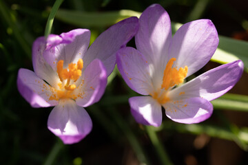 Close up purple crocus flowers on spring field