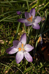 Close up purple crocus flowers on spring field