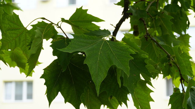 Leaves and fruits of Platanus occidentalis, also known as American sycamore. Leaves and fruits of Platanus occidentalis, also known as American sycamore.
