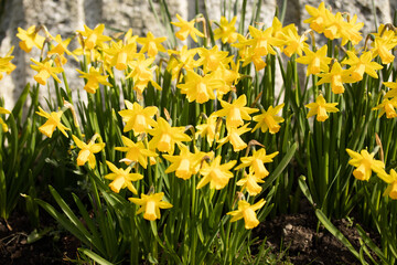 Close up yellow and white daffodils flowers spring field