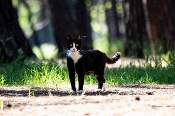 Cat; Portrait of cute cat