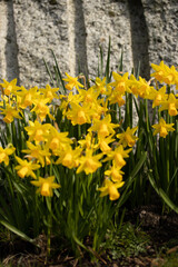 Close up yellow and white daffodils flowers spring field