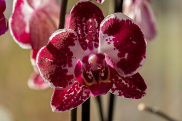 Close up colour Orchids, Phalaenopsis aphrodite is a species of orchid found from southeastern Taiwan to the Philippines.