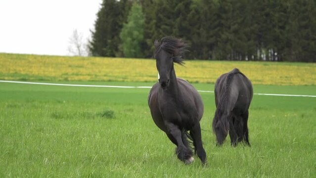 Black friesian horse runs gallop.