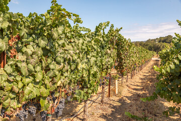 Fototapeta na wymiar A Row of Trellised Vines in Vineyard in Harvest Season in Dry Creek, Healdsburg, Sonoma County, California