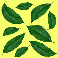 green leaves from cherries, on a yellow background, collage