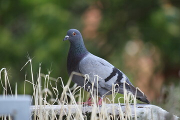 pigeon on the grass