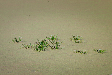 Grass in the sand.