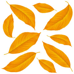yellow leaves from cherry, on a white background in isolation, collage