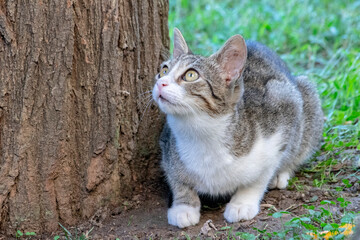 Cat; Portrait of cute cat