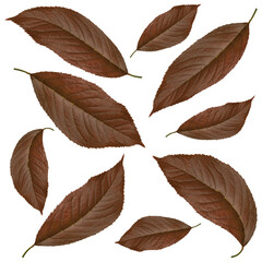 brown leaves from cherry, on a white background in isolation, collage