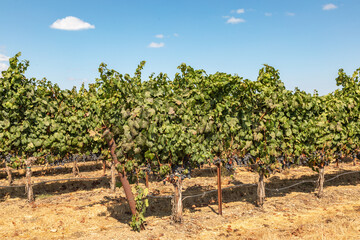 Fototapeta na wymiar Rows of Grape Vines in Dry Creek Healdsburg Sonoma County wine region at Harvest Time in Autumn 