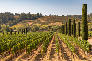 Fototapeta na wymiar Rows of Trellised and Terraced Grape Vines in a Sonoma County Vineyard