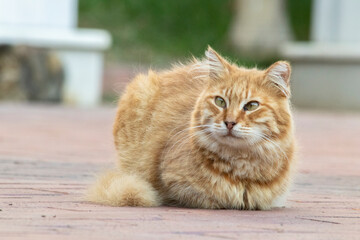 Cat; Portrait of cute cat