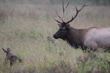 Naklejka na ściany i meble Elk in Cataloochee, NC Sept 17, 2022