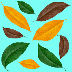 Obraz premium leaf from cherry, green brown and yellow, on a blue background, collage