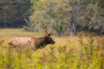 Elk in Cataloochee, NC Sept 17, 2022