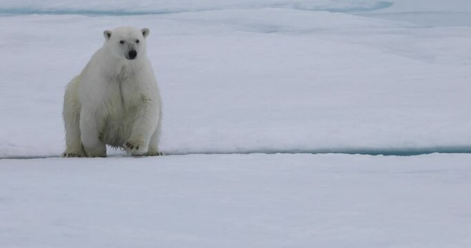 Polar bear on sea ice in Beaufort Sea, Nunavut, Canada.