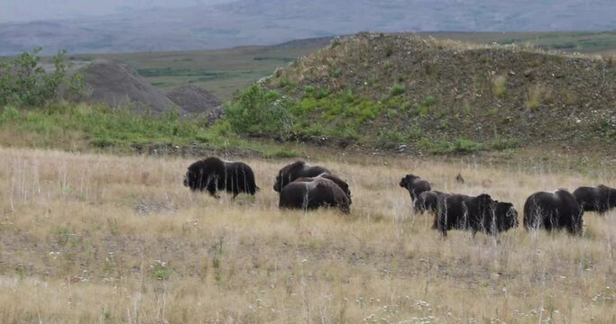 Muskox on tundra in Nome, Alaska.