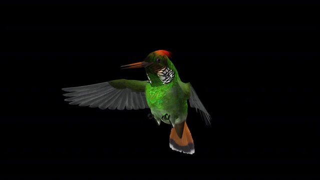 Coquette Hummingbird - Feeding Loop - Side Angle View CU - 3D Animation with Alpha Channel