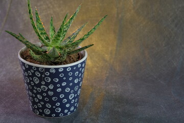 Green Plant. Ideal for Promotion flower business. Depth of field. Space for adding words.