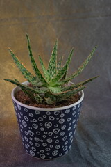 Green Plant. Ideal for Promotion flower business. Depth of field. Space for adding words.