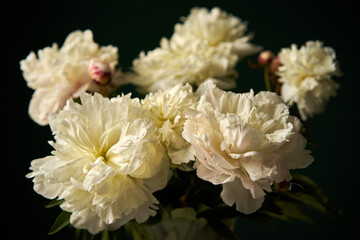 white peonies flower in close up