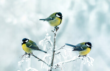 three little tit birds sitting in a winter park on branches covered with white frost