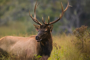 Elk in Cataloochee, NC Sept 17, 2022