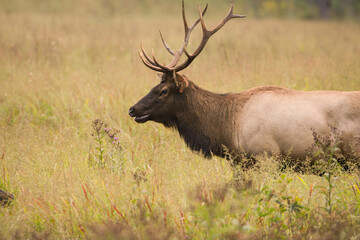 Elk in Cataloochee, NC Sept 17, 2022