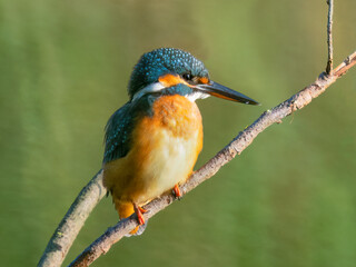 kingfisher on a branch