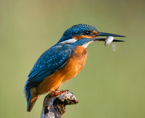 kingfisher on the branch