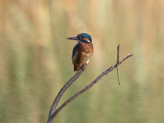 kingfisher on branch