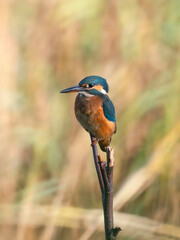 kingfisher on the branch
