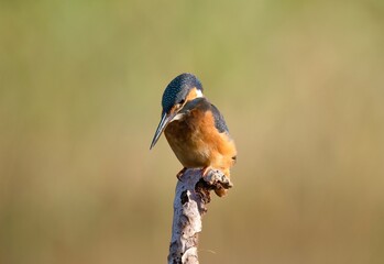 Kingfisher on a branch