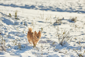 little red dog running through the snow. lots of snow. white snow. Russian Ukrainian winter, nature, winter cold snow