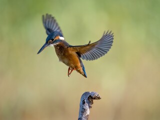 Kingfisher in flight