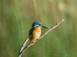 kingfisher on the branch