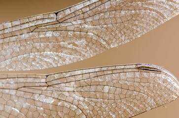 Macro shot of the wings of a dragonfly against a beige background