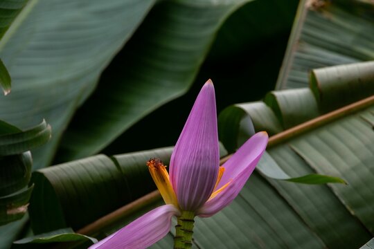 Closeup shot of a Musa ornata flower with green leaves around