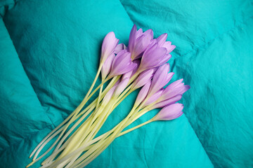 bouquet of purple crocus flowers  on green textile background