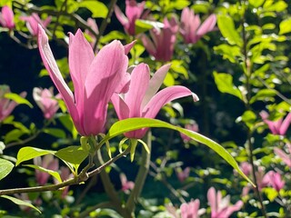 Magnolia beautiful pink flowers in spring garden.