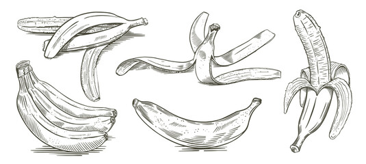 Obraz premium Set of bananas hand drawn sketch vector