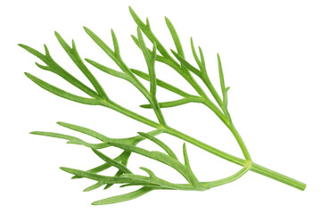 Dill isolated on white background, full depth of field, clipping path